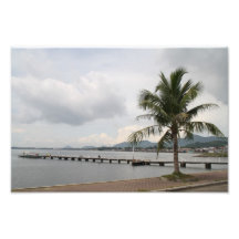 Palmera en un muelle impresiones fotográficas