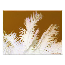 Palmera Fotografias