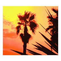 palmera impresiones fotograficas