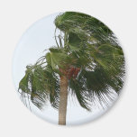 Palmera que sopla en el viento iman para frigorífico