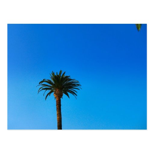 palmera tarjetas postales