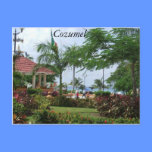 Palmera tropical de Cozumel tarjetas postales
