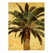 Palmera tropical del vintage tarjetas postales