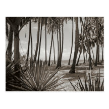 Palmeras del Caribe contemporáneas blancos y negro Postales