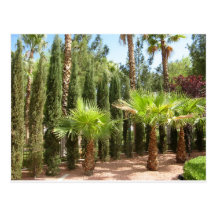 Palmeras y tarjeta alta de los pinos del huésped tarjeta postal