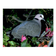Paloma de Redeye'd Postal