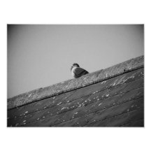 Paloma solitaria en un tejado arte fotografico