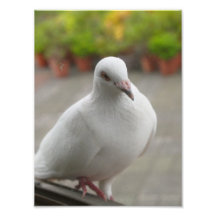 Palomas blancas cojinete