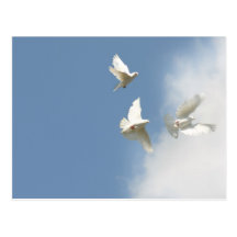 Palomas blancas que vuelan postal