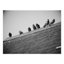 Palomas en un tejado arte fotográfico