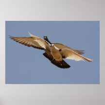 Palomas Impresiones