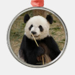 panda106 ornato