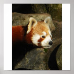 panda 3 impresiones