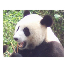 Panda Comunicados Personales