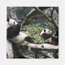 Panda en el parque zoológico de San Diego Imanes Para Frigoríficos