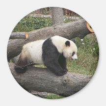 Panda en registro imán para frigorífico