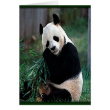Panda Felicitacion