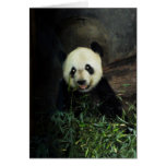 Panda Felicitaciones