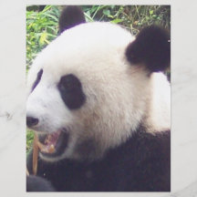 Panda Flyer A Todo Color
