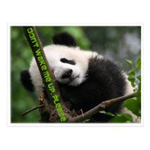 panda gigante del bebé postales
