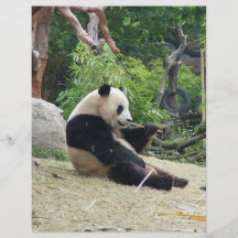 Panda gigante en una fotografía del parque zoológi tarjetas publicitarias