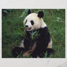 Panda gigante, provincia de Sichuan, China Flyer Personalizado
