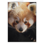 panda roja felicitación
