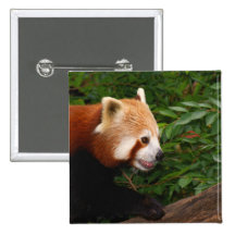 Panda roja pins