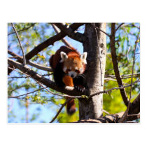 Panda roja que sube abajo el árbol tarjetas postales