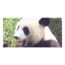 Panda Tarjeta Fotográfica