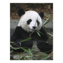 Pandas gigantes en la protección de la panda gigan arte fotográfico
