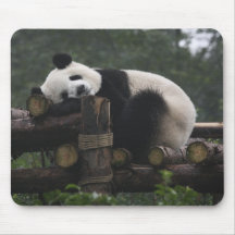 Pandas gigantes en la protección y los 3 de la pan alfombrillas de ratón