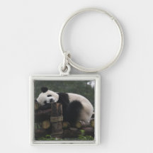 Pandas gigantes en la protección y los 3 de la pan llaveros personalizados