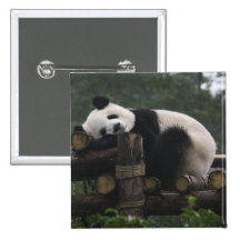 Pandas gigantes en la protección y los 3 de la pan pins