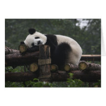 Pandas gigantes en la protección y los 3 de la pan tarjetas