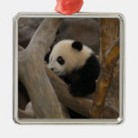 PandaSD005 Adornos