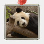 PandaSD010 Adorno