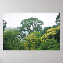 Panorama del toldo de la selva tropical impresiones