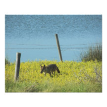 Pantano del coyote por las pimientas de Leslie Cojinete