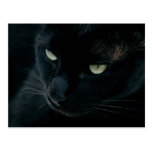 Pantera negra - postal