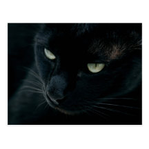 Pantera negra - postal