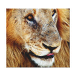 Panthera leo del león de África de los animales Lienzo Envuelto Para Galerias