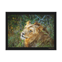 Panthera leo del león de África de los animales Impresión En Lona