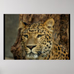 PANTHERA POSTERS