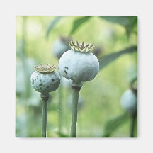 Papaver - cabezas de la semilla del somniferum iman de frigorífico