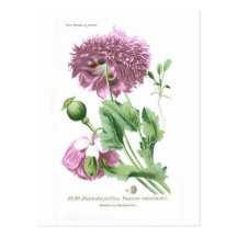 Papaver - somniferum (amapola de opio) tarjetas postales