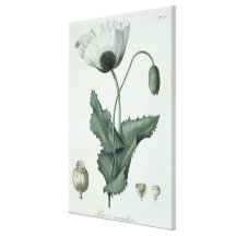Papaver - somniferum de "Phytographie Medicale" ce Impresiones En Lona