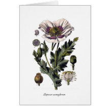 Papaver - somniferum felicitaciones