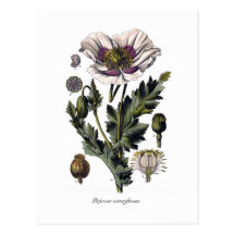Papaver - somniferum tarjetas postales