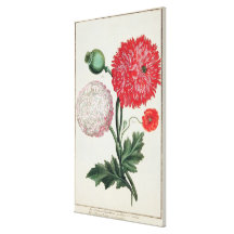 Papaver - somniferum y rheas del Papaver grabados  Impresiones De Lienzo